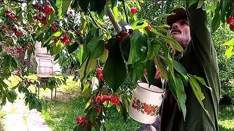 Черешня ВРОДИЛА.Збираємо врожай варимо варення закриваю кампот 🤗2025 р