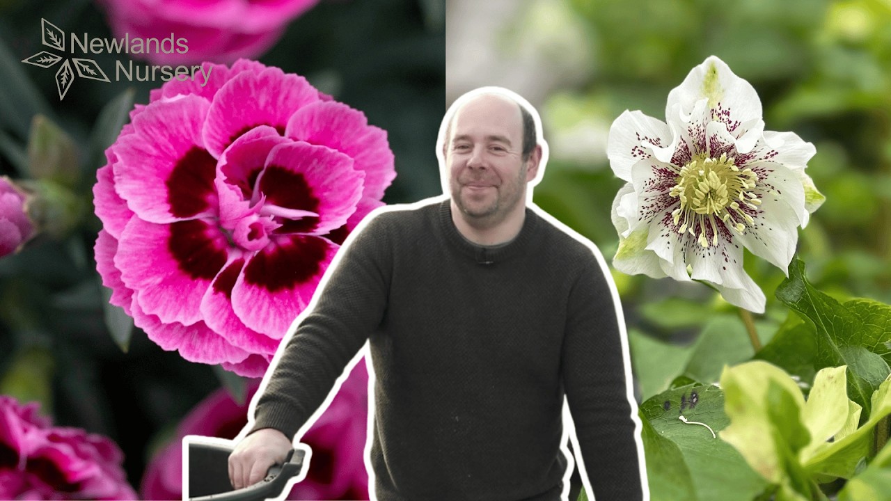 LIVE from the Nursery 🌿 Flowering Hellebores + Special Collections