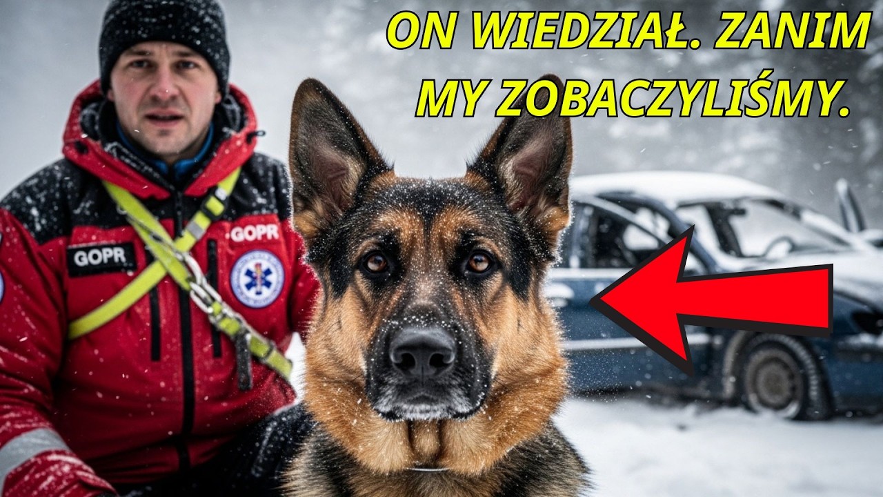 Pies ratowniczy nie odszedł od wraku — bo wiedział, że ktoś żyje