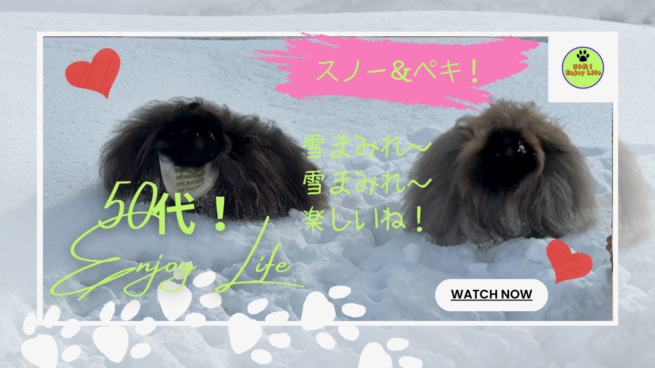 50代夫婦と４匹のペキニーズ！　2026.1.25　雪とペキニーズ！