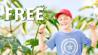 Our FAVORITE Way to Propagate Trees || Elderberries and Figs