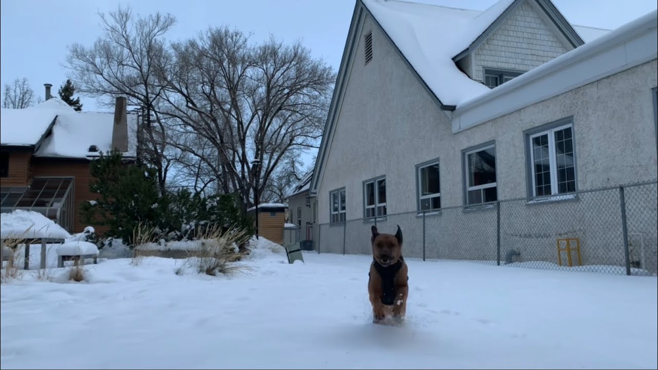 Postpoop zoomies for Oscar the dog YouTube