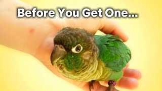 10 Things You Must Know Before Getting A Conure Dont Regret Later