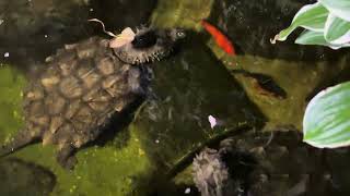 The Alligator snapping turtles eating good tonight!! Venison on their plate. A close call though!