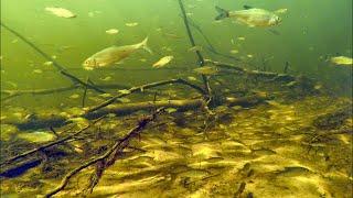 Fish habitat, wildlife, biotope.