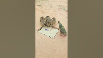 Innovative Quick Quail Trap Using Paper #shortvideo #shorts