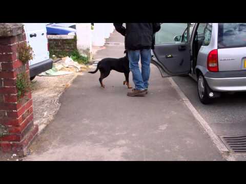 staffordshire bull terrier vs rottweiler american staffy vs rottweiler doovi staffordshire bull terrier vs rottweiler american staffy vs rottweiler doovi