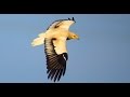 Стервятник (Neophron percnopterus) - Egyptian Vulture | Film Studio Aves