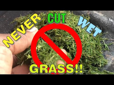 Video: Can Wet Grass Be Cut? Using An Electric Lawnmower, Gasoline Powered Lawnmower, And An After-rain Trimmer To Cut The Lawn