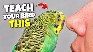 How to Get Your Bird to STOP doing Everything you Hate by Bird Nuggets 12,692 views 2 months ago 3 minutes, 3 seconds