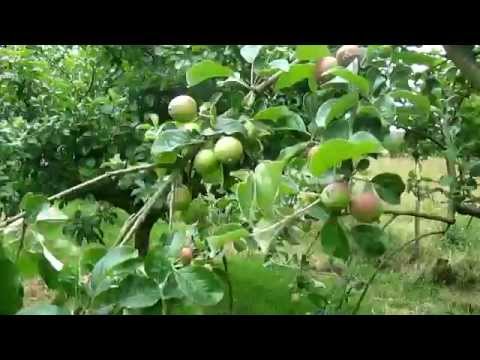 Video: Æbletyndingsvejledning - Lær hvordan du tynder æblefrugt fra træer