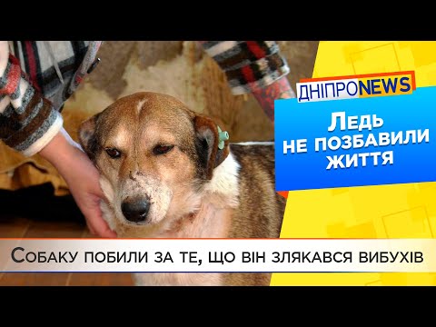 Побили собаку, який ховався від вибухів: живодери у Дніпрі?