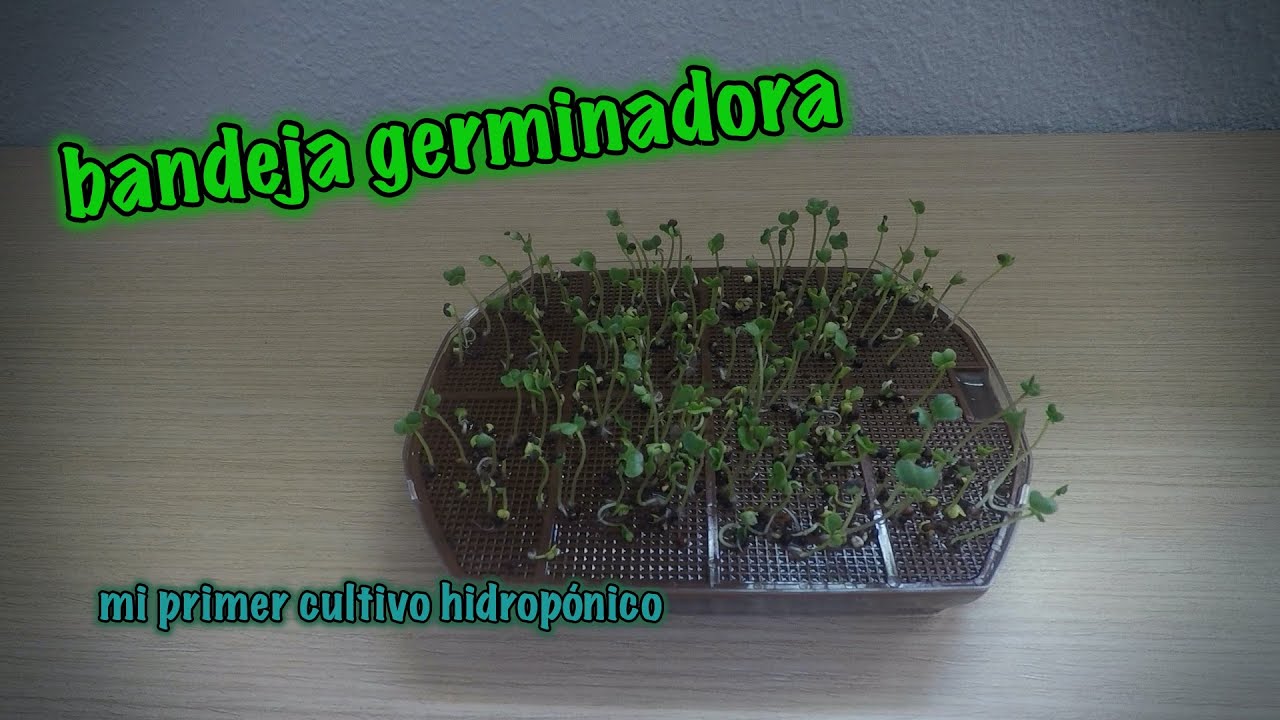 Cultivo HIDROPONICO de BROTES ECOLOGICOS en una BANDEJA GERMINADORA