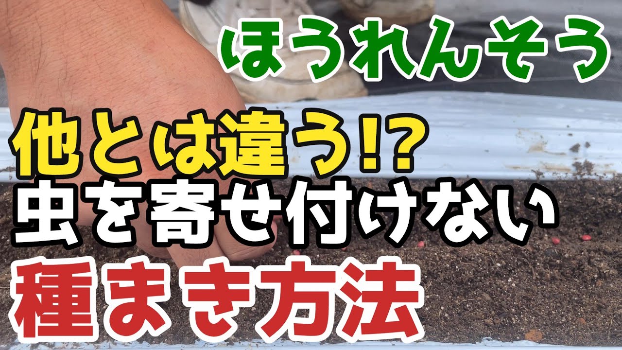【ほうれんそう】初心者安心！簡単で虫を寄せ付けない種まき方法【家庭菜園】