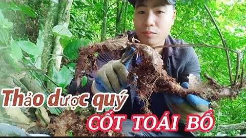 Cốt Toái Bổ vị thuốc bổ can thận, mạnh gân cốt, phòng ngừa xơ vữa động mạch, đột quỵ