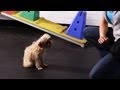 How to Teach Your Dog to Wave Goodbye | Dog Tricks How to Teach Your Dog to Wave Goodbye | Dog Tricks