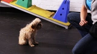 How to Teach Your Dog to Wave Goodbye | Dog Tricks