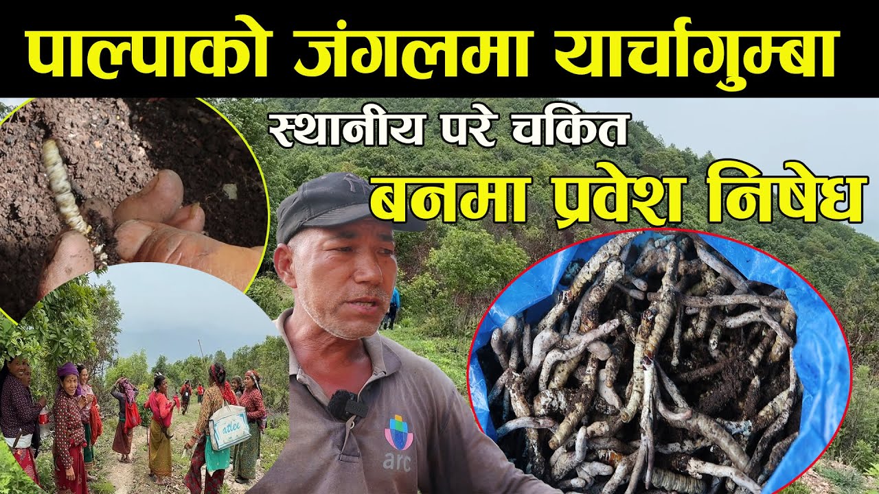 पाल्पाको जंगलमा लाखौं मूल्य पर्ने यार्चागुम्बा जस्तै भेटिएपछि, यस्तो दृश्य palpa ma yarsagumba