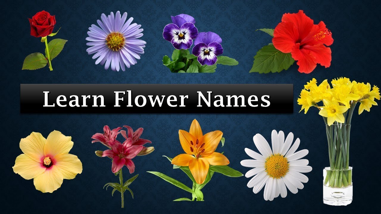 toddlers, pre school, learning, fruit names, vegetable names, Flowers Name ...