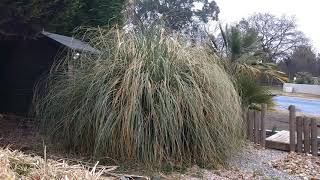 How to prune a Pampas grass.