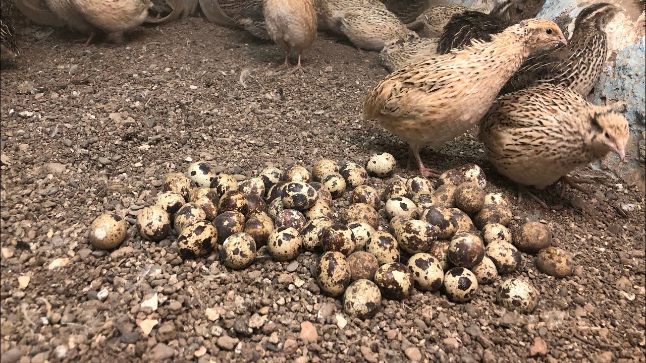 Kış ayında bıldırcın yumurtası verimini arttırma bıldırcın yumurtlamıyor sa kesin çözüm