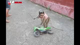 tledek ketek /topeng monyet lucu bikin ngakak.