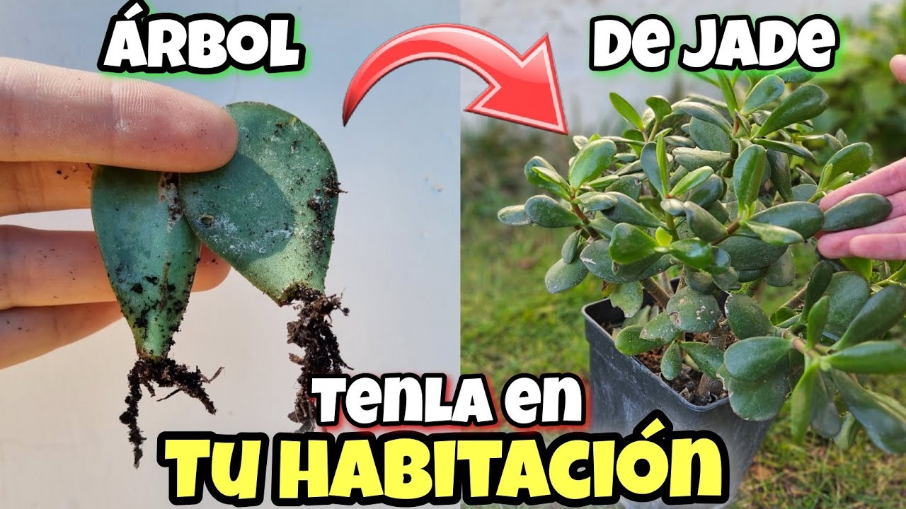 Si Tienes ESTA PLANTA en CASA Trátala como una Joya! Árbol de Jade, Reproducir Suculenta De Jade