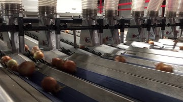 Extraction system for Golden West Onions USA