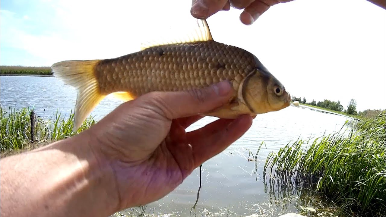 How to catch crucians How to catch crucians