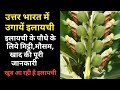 How to grow Cardamom In north india Home/Garden