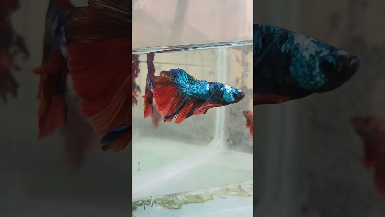 Watch galaxy betta fish/#betta /#shorts 😍 on YouTube Watch galaxy betta fish/#betta /#shorts 😍 on YouTube