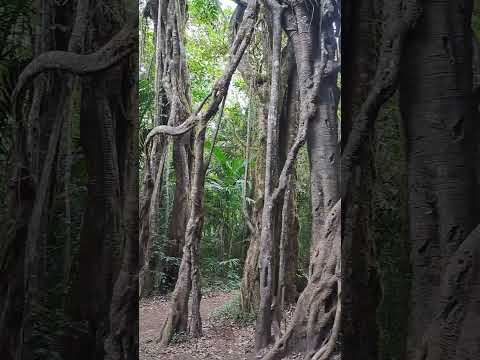 Is Bali Tropical Rainforest