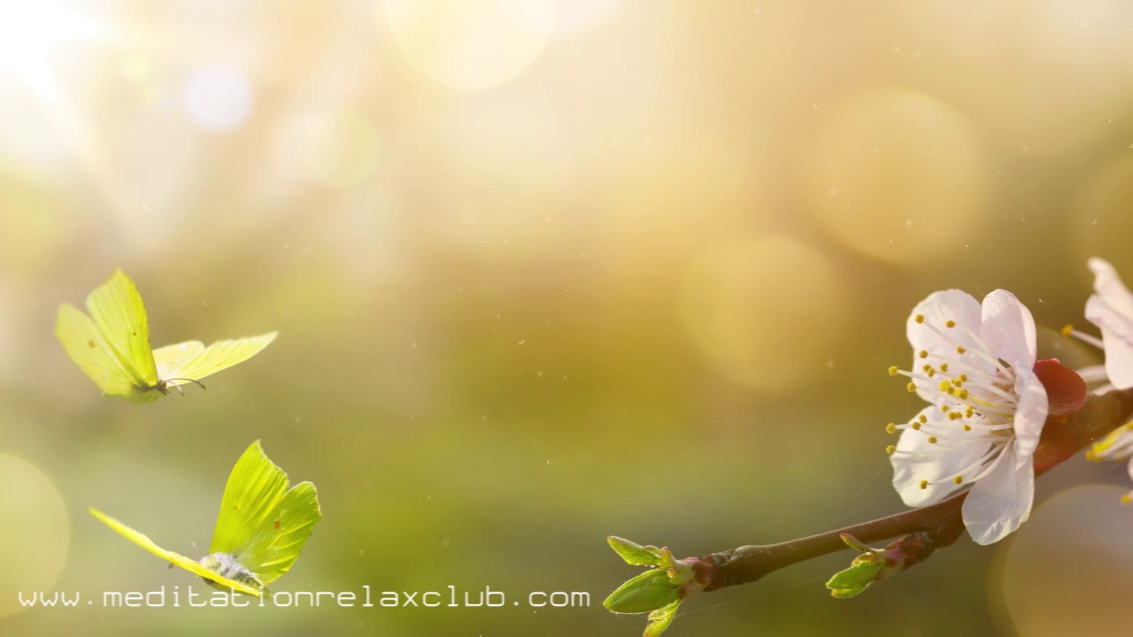 musica relajante para dormir 8 HOUR Meditation Songs: Music for Spiritual Awakening, Awareness & Mindfulness