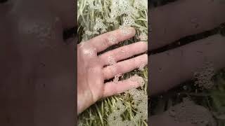 oranda bebekler🐟🐟🐟