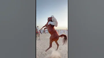 الحصان العربي الاصيل 