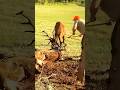 Two Deer Antlers Stuck in Fence Brave Rescue &amp; Freedom Moment DeerInFence #Animal Help#Wild