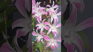 My Dendro  @likah7928  #shortvideo #vidioshort #shorts #short #orca #orchids #saudiarabia  #flowers