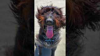 my water mark is blue now for arlo