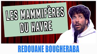 LES MAMMIFÈRES DU HAVRE - REDOUANE BOUGHERABA