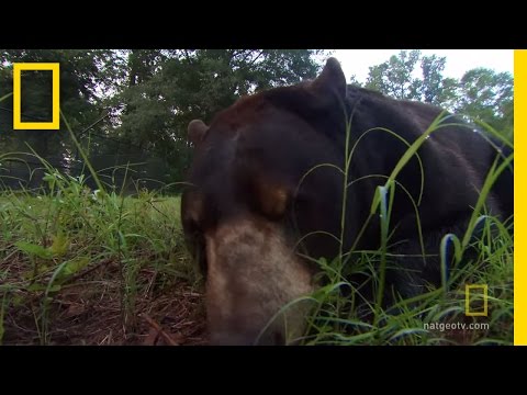 Video: Pet Scoop: Lev, tiger a medveď sa stanú kamarátmi, sovy zachránené po „obrovskom“páde