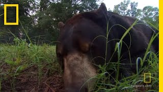 Lion and Tiger and Bear Oh My! | National Geographic