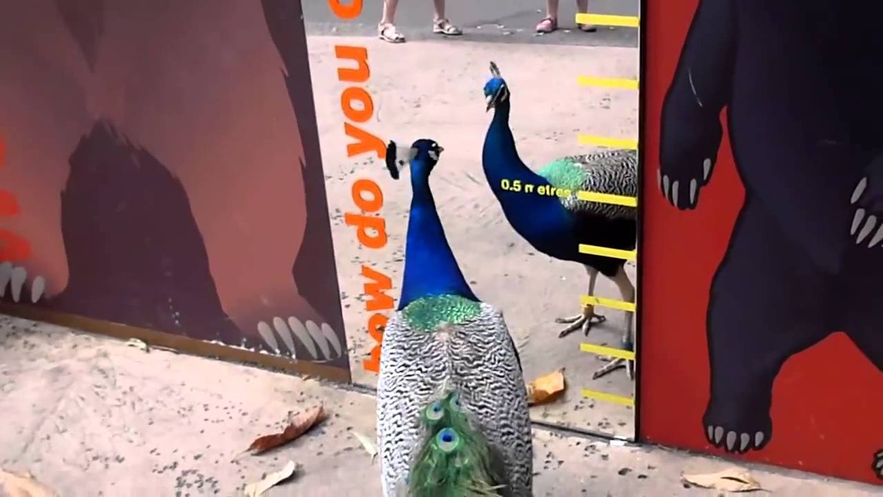 Peacock Attacking Itself In Mirror! YouTube