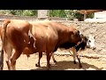 Very BIG Strong Bull With Cow Part No.20 || Village Animals ||