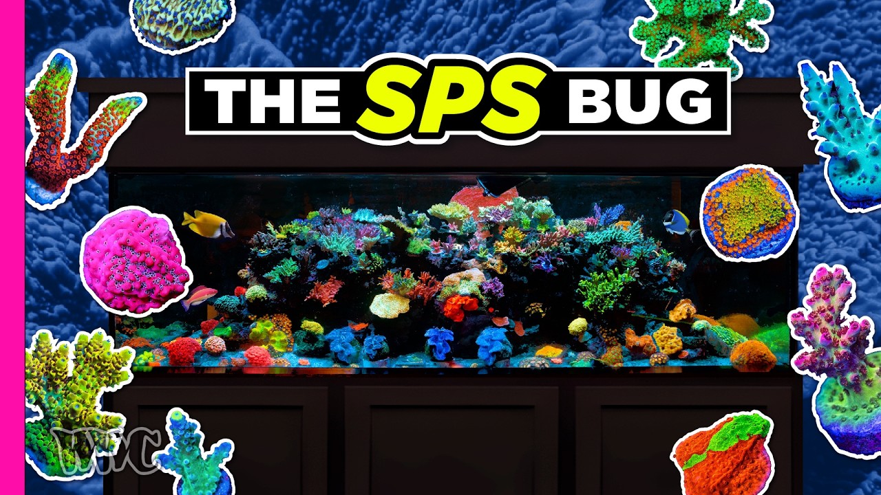 Louisiana's Biggest SPS Lover | 200 Gallon Tank