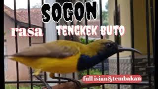 SOGON full tembakan dan isian tengkek....