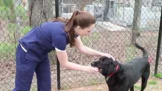 Welcome to Kennesaw Mountain Animal Hospital