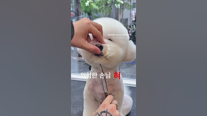 위험한 손님 제일 무서울때 #애견미용사일상 #vlog