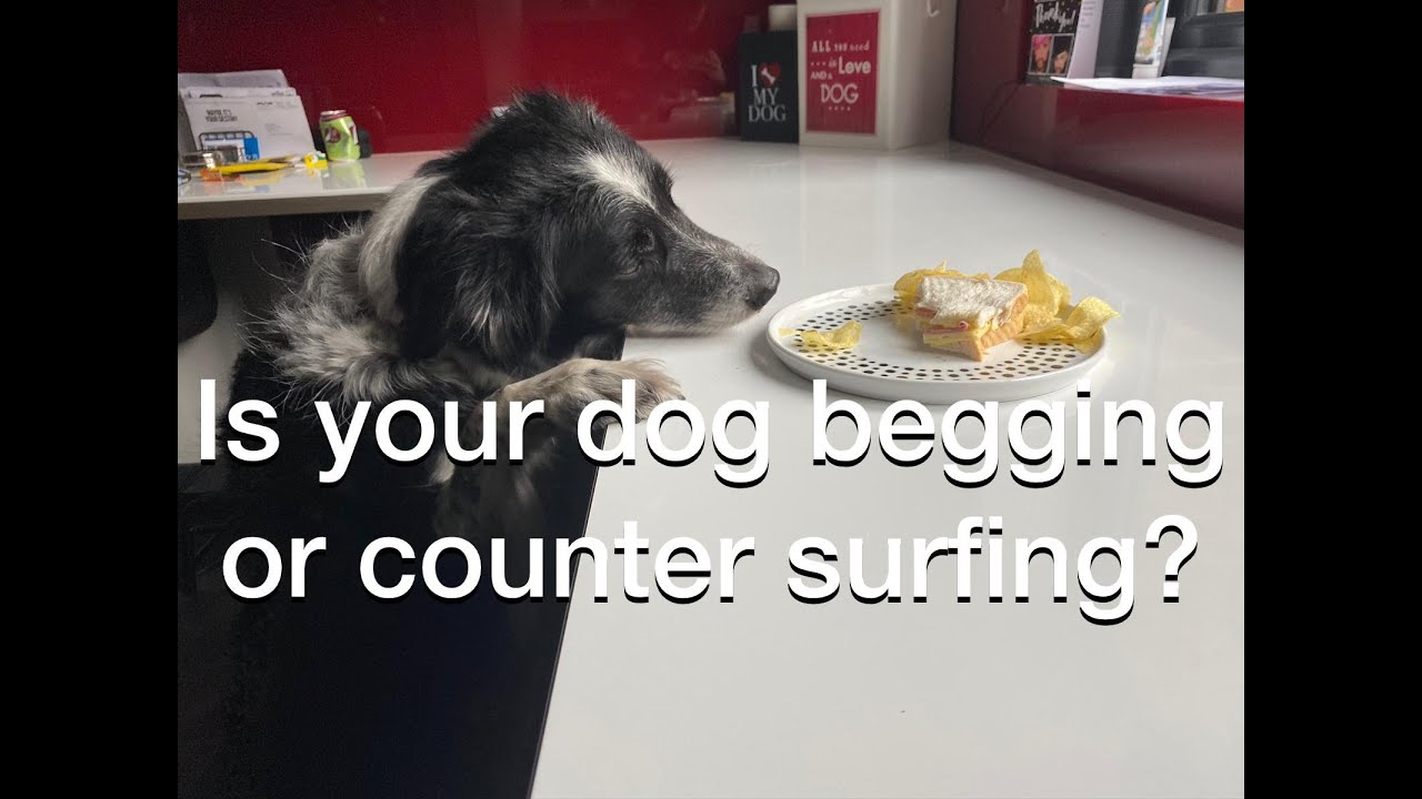 Is Your Dog Begging ? YouTube