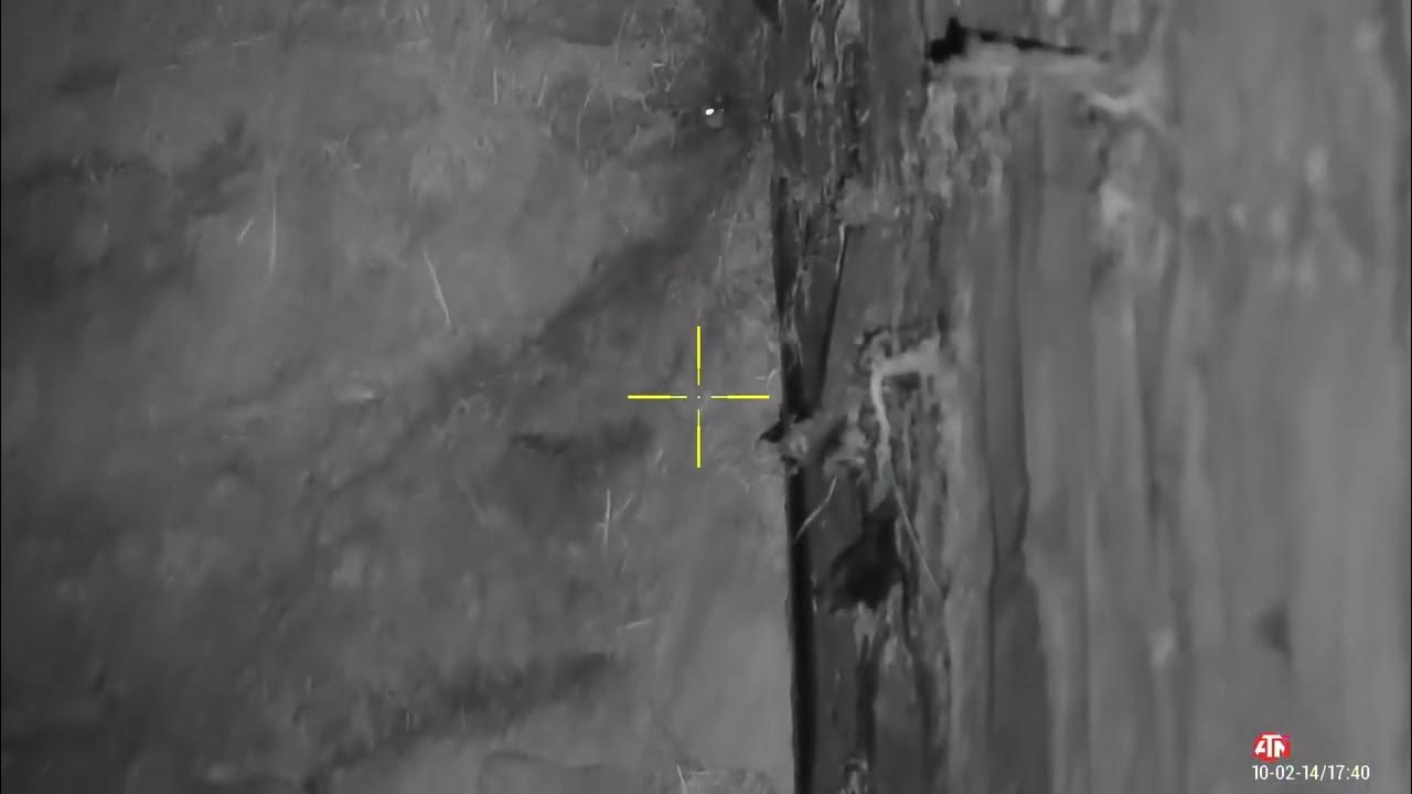 Air rifle rat shooting at the stables YouTube