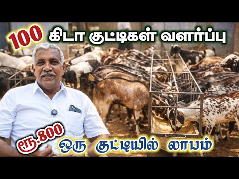 100 கொடி ஆடு கிடா குட்டிகள் வளர்ப்பு/ நாகர்கோவில் 
